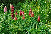 Lupinus x regalis