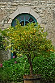 Citrus sinensis (Orange) in container at Chateau de Cormatin, France