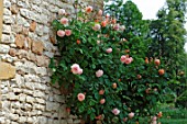 Climbing Rose at Chateau de Cormatin, France