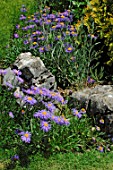 Aster tongolensis (Alpine asters)