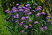 Aster tongolensis (Alpine asters)