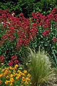 Stipa and phlox in front of Centranthus ruber