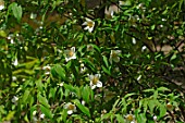 Philadelphus inodorus (Scentless mockorange)