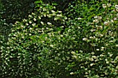 Philadelphus sericanthus (mockorange)