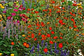 Annual summer border with Salvia and Cosmos sulphureus