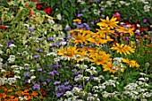 Annual summer border with Ageratum and Rudbeckia fulgida