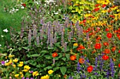 Annual summer border with Agastache urticifolia