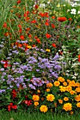 Annual summer border with Ageratum and Tagetes