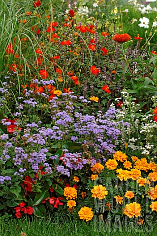 Annual_summer_border_with_Ageratum_and_Tagetes