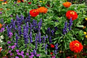 Annual summer border flower mix