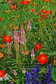 Celosia argentea Flamingo Feather and cosmos