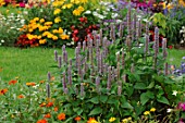 Agastache urticifolia in annual border