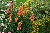 Antirrhinum (Snapdragon) in annual border