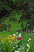 Cyperus papyrus in annual border