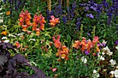 Antirrhinum (Snapdragon) in annual border