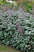 Salvia officinalis in border