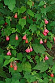 Abutilon flowers