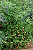 Abutilon and solanum in border -  -  -