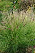 Pennisetum alopecuroides Japonicum