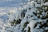 Shrub heavily laden with snow