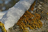 Snow on trunk covered by lichen