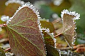 Ice on Hedera leaves