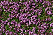 Thymus serpyllum (Wild Thyme)