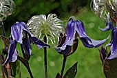 Flowers and seedhead of Clematis integrifolia