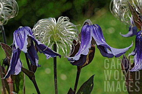 Flowers_and_seedhead_of_Clematis_integrifolia