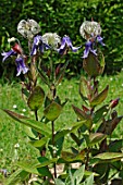 Flowers and seedhead of Clematis integrifolia