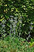 Eryngium bourgatii