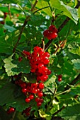 Ribes rubrum (Redcurrants)