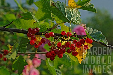 Ribes_rubrum_Redcurrants_on_branch_in_summer