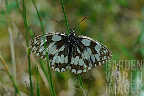 Marbled_white_butterfly_Melanargia_galathea_in_grass