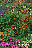 Mixed annuals in summer border