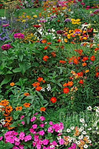 Mixed_annuals_in_summer_border