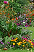 Annual summer border with ruby chard