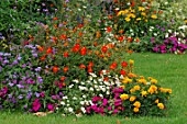 Annual summer border with Cosmos sulphureus