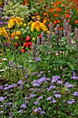 Blue association of Agastache urticifolia, Verbena bonariensis and Ageratum sp.