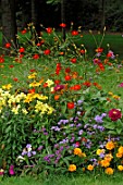 Annual summer border with Cosmos sulphureus