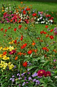 Annual summer border with Cosmos sulphureus