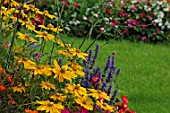 Rudbeckia hirta and Salvia