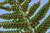 Fern spores