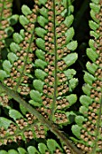 Fern spores