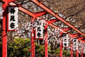 Cherry blossom adorned walkway, Temple of Asakusa Tokyo, Japan