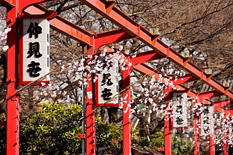 Cherry_blossom_adorned_walkway_Temple_of_Asakusa_Tokyo_Japan