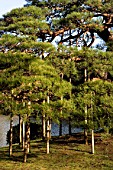 Wooden supports for large Pinus (pine tree) in park, Tokyo, Japan