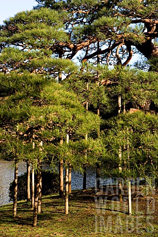 Wooden_supports_for_large_Pinus_pine_tree_in_park_Tokyo_Japan