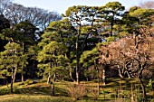 Forest at Urban Park of Shinjuku, Tokyo, Japan