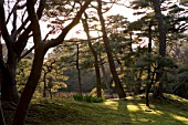 Forest at Urban Park of Shinjuku, Tokyo, Japan